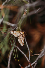 A brown moth on a branch in a coniferous forest.