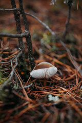 Paganka mushroom close-up in the autumn forest.