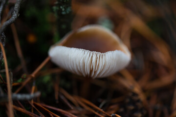 Paganka mushroom close-up in the autumn forest.