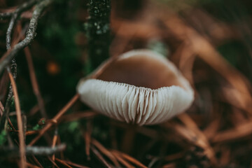 Paganka mushroom close-up in the autumn forest.