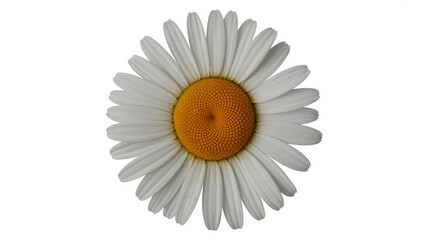 Close up of a single white daisy flower with a yellow center
