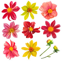 Set of vibrant dahlias. Hand drawn watercolor botanical illustration.