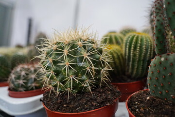 Cacti in small pots. Growing different succulents.
