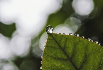 A single raindrop delicately suspended at the tip of a vibrant green leaf