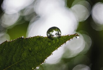 A single raindrop delicately suspended at the tip of a vibrant green leaf
