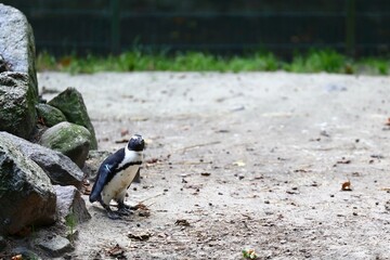 An African penguin standing on the ground near the rocks
