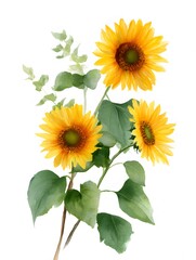 Fototapeta premium sunflowers watercolor