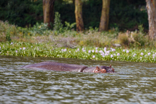 Hipop&oacute;tamo (Hippopotamus Amphibius) Emergido del Agua Abriendo la Boca con Colmillos Visibles en un Lago de Kenia, &Aacute;frica