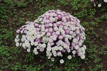 マルチフローラマム