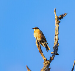 Juvenile American Robin (Turdus migratorius) Looking Out From Perch At Sunset