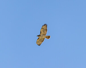 Red-Tailed Hawk (Buteo jamaicensis) Portrait With Wings Spread