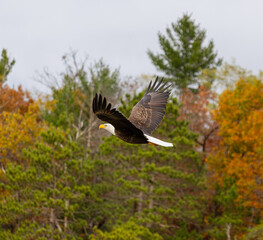 Bald Eagle (Haliaeetus leucocephalus) Soaring Along Wisconsin River With Fall Foliage Backgorund