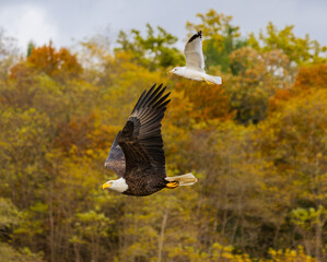 Bald Eagle (Haliaeetus leucocephalus) Flying Next To Seagull Over Wisconsin River