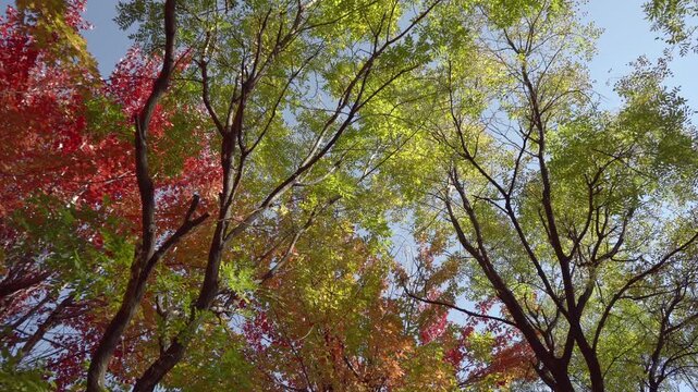 Viewing the autumn maple leaves from above, the locust leaves and the curved trunks of the trees on either side add richness and depth to the colors.