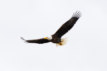 Obraz premium Close Up Of A Bald Eagle (Haliaeetus leucocephalus) Action Flight with Wings Spread