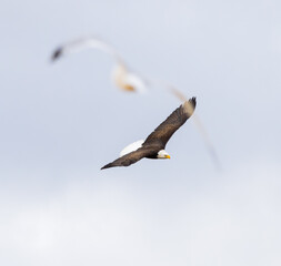 Bald Eagle (Haliaeetus leucocephalus) In Aerial Pursuit Of A Seagull