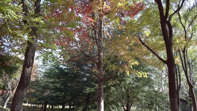 Looking up at the autumn leaves, the straight maple trees and the crooked locust tree branches, with their red, yellow and blue leaves complementing each other.