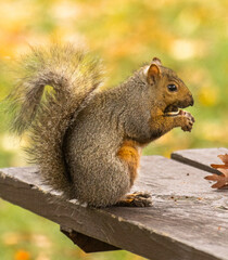 Close Up Of Eastern Gray Squirrel (Sciurus carolinensis) Eating Acorn