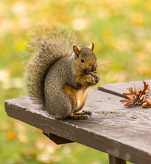 Eastern Gray Squirrel (Sciurus carolinensis) Eating Nut On Park Bench