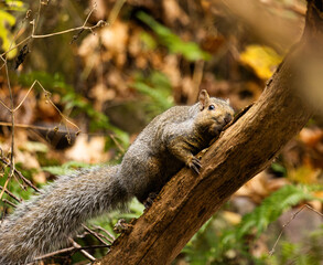 Obraz premium Eastern Gray Squirrel (Sciurus carolinensis) Gripping Branch Looking Alert
