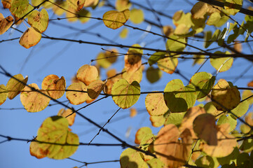 Katsura leaves on roadside trees starting to turn red (telephoto zoom shot) / 紅葉の色づき始めた街路樹の桂の葉(望遠ズーム撮り)