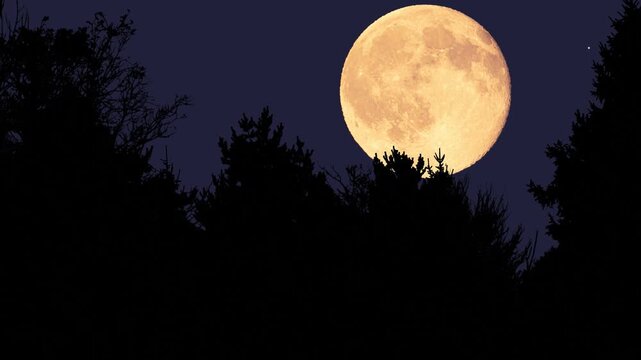 Full Moon with stars, planets and rural countryside tree silhouettes. Time-lapse video.
