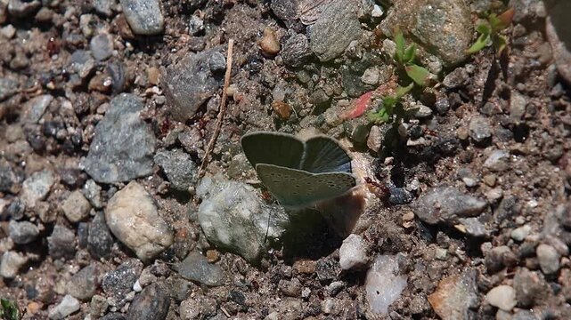 short clip of a polyommatus amandus the Amanda's blue butterfly sitting on the soil