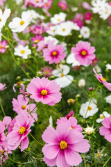 満開に咲いた秋桜