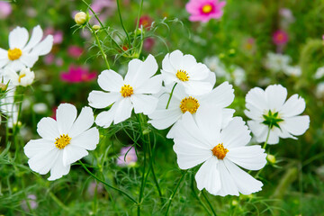 満開に咲いた秋桜