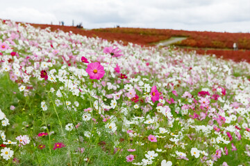 満開に咲いた秋桜