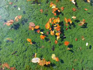 colored leaves on water. Small pond at autumn season.