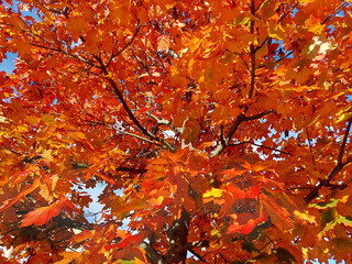 bright orange and red leaves. Branches at autumn. Maple tree