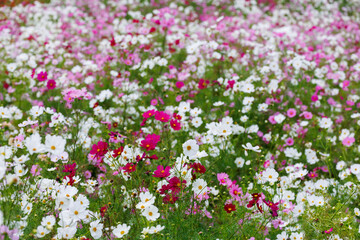 満開に咲いた秋桜