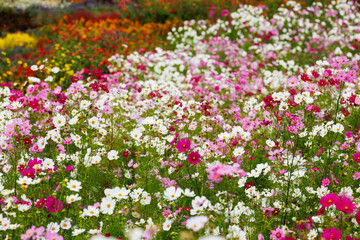 満開に咲いた秋桜