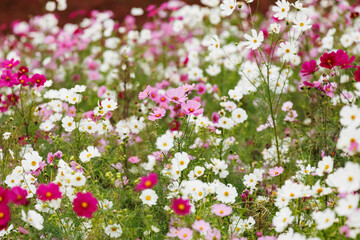 満開に咲いた秋桜