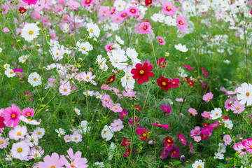 満開に咲いた秋桜