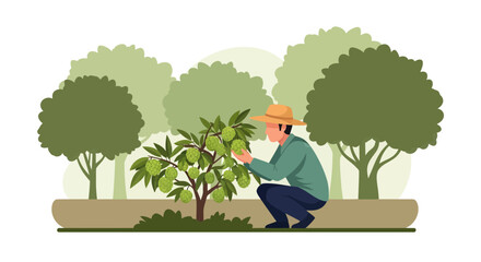 Farmer Harvesting Custard Apple, Illustrating Agricultural Practices In Sunny Orchard