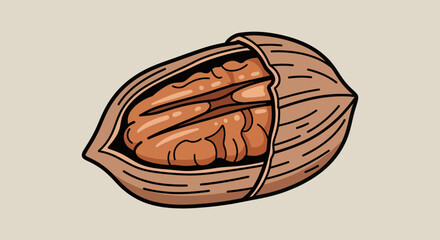 Depiction Of A Detailed Single Pecan Nut Showing Its Interior And Exterior Features