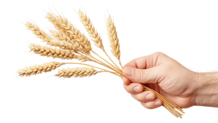 Hand Holding Wheat Stalks: Harvest, Agriculture, and Nature