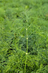 Dill, Anethum, Fennel plant, Fennel Bulb in garden bed.  Annual fennel, Foeniculum vulgare azoricum. Florence or bulbing fennel. Gardening  background, close up