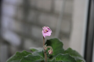 pink violet, delicate flower, large,