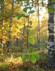 Obraz premium A close-up of a tree branch with small yellow berries and green leaves.