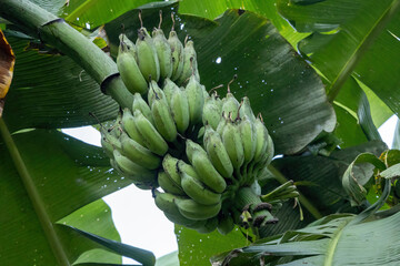 Fresh, young bunch of green bananas still attached to the plant, hanging down among large, lush green leaves of a tropical banana tree in a sunny, agricultural setting.