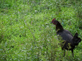 A wild jungle fowl showcasing vibrant, lustrous plumage that captivates nature lovers and photographers alike.