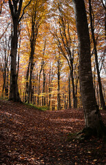 Fototapeta premium Trees in the autumn forest form a path with a distorted perspective, many shadows and fallen golden leaves
