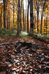 A fire pit with charred sticks, sprinkled with fallen leaves in an autumn forest