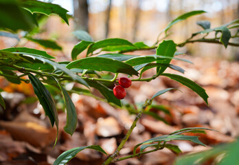 Two red berries on a branch with green leaves against the background of an autumn forest with bokeh