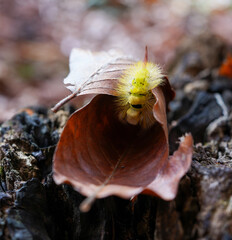 A hairy black and yellow Calliteara pudibunda caterpillar on two curled autumn leaves on a burnt tree stump