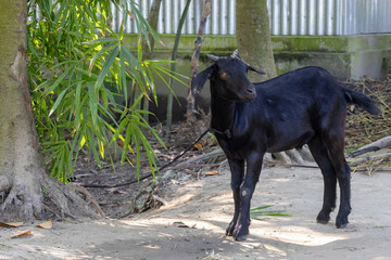 Close-up of a domestic Black Bengal Goat tied by a rope to a tree outside a village house in rural Bangladesh. The goat stands beside fresh green bamboo leaves placed for feeding.