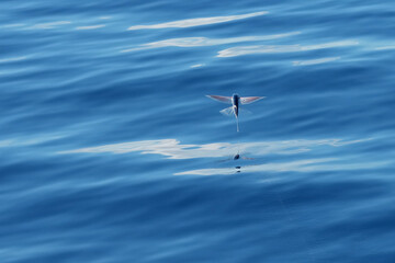 Fliegender Fisch auf dem Atlantik vor Gran Canaria